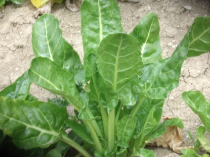 Picture of Organic Leaf Beet Erbette